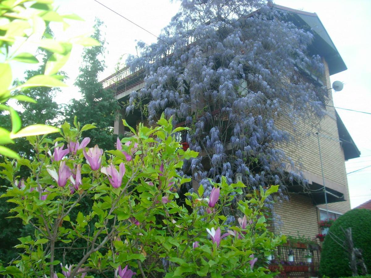 Apartman Wisteria Vranje Eksteriør bilde